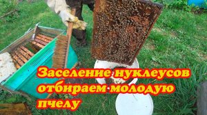 ВЫХОД МАТОК, ПРИВИВКА, ЗАСЕЛЕНИЕ НУКЛЕУСОВ.