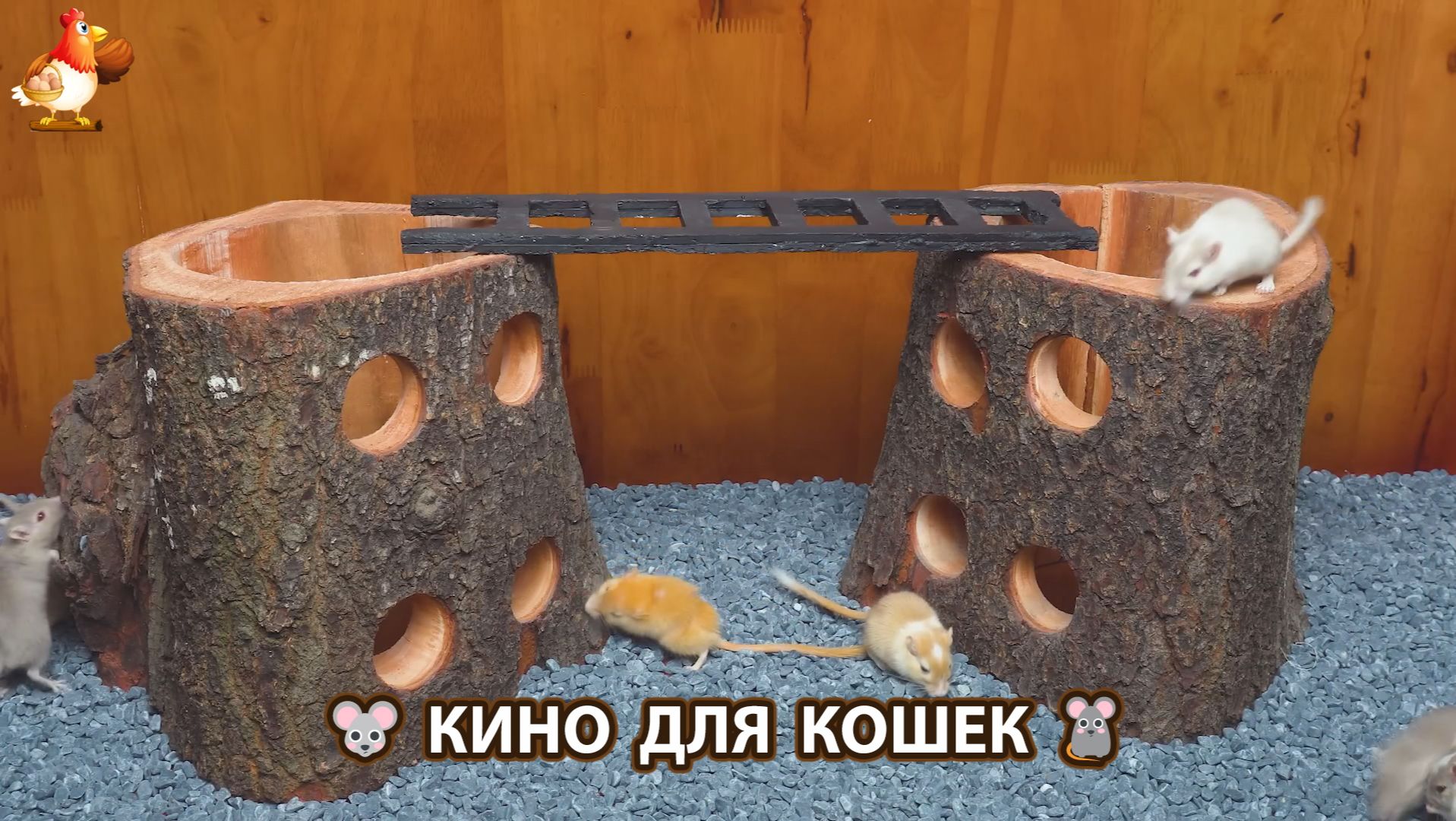 Видео для кошек про крысок развлекать питомцев 🐭🐀😂 (535)