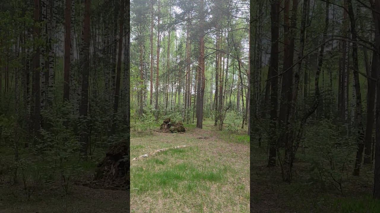 Звуки кукушки в лесу