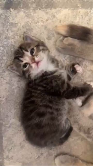 MOV_20260520_111358_039.mp4