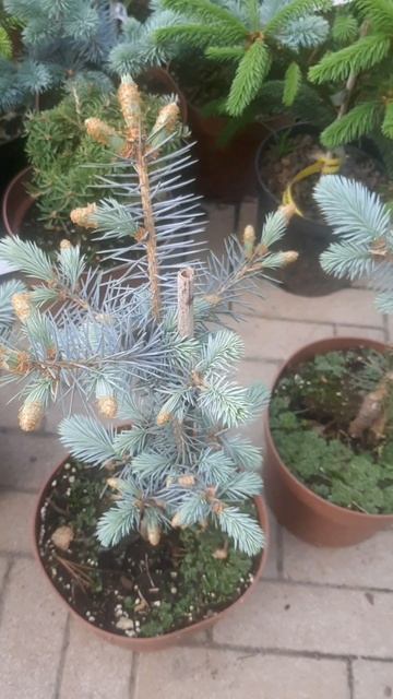 ❤🌲Ель Эдит
✔Продажа растений в макс и телеграм канале: Https://t.me/love_is_hvoiny_dvorik
🚛🪴Отправка
