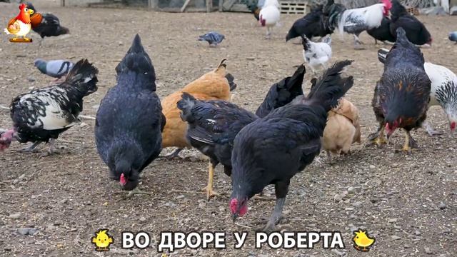 Содержание кур в домашних условиях и других птиц во дворе у Роберта 🐣🐤🦆🐔🪿🦃 (501)