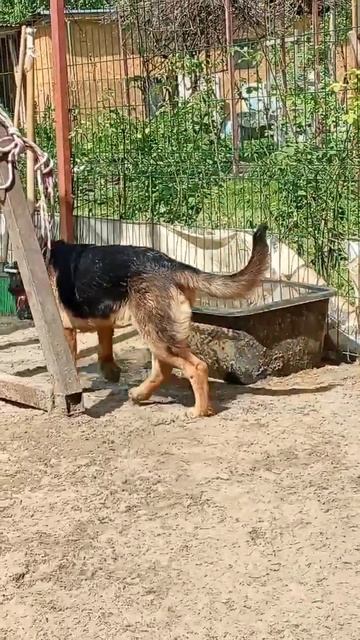 Чолла