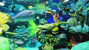 🐠 Окунитесь в спокойствие аквариума | Для концентрации, релаксации и глубокого восстановления.