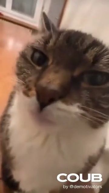 котэд