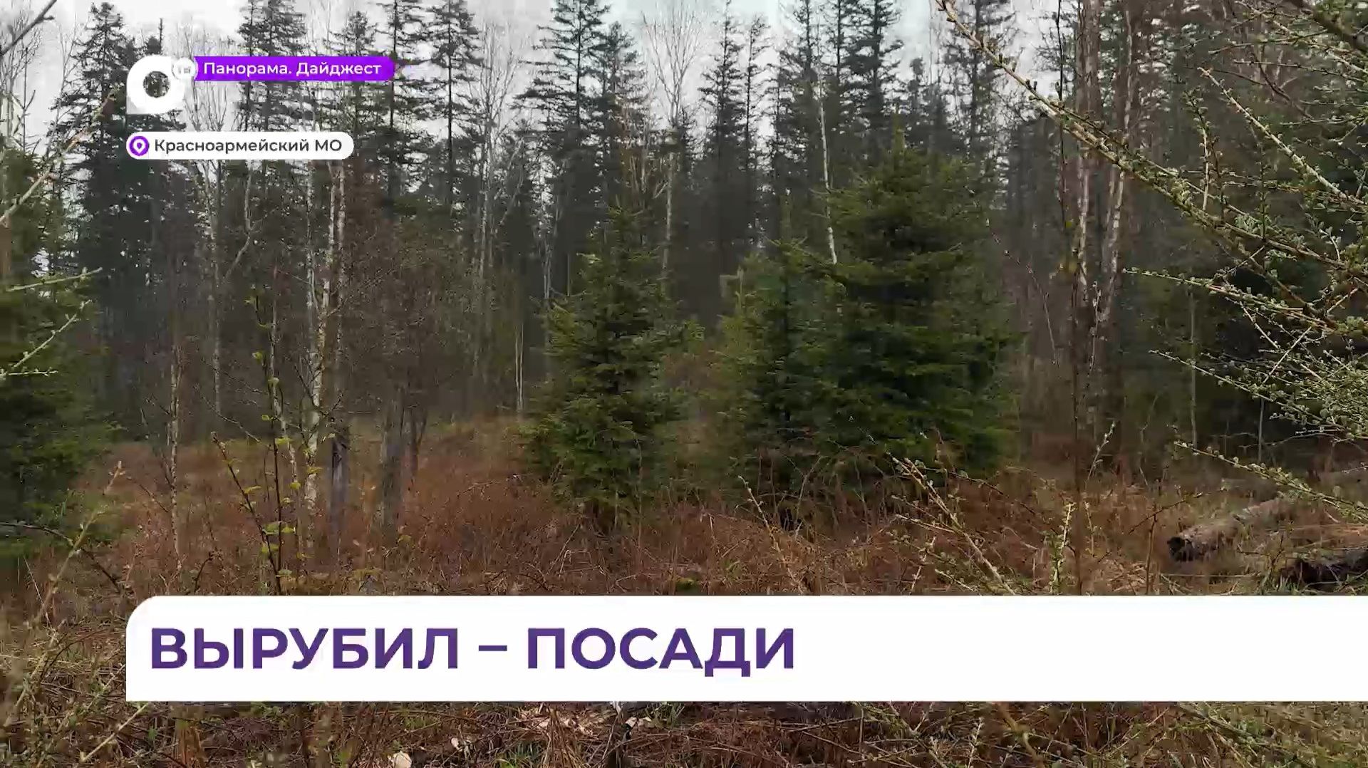 Удачный опыт искусственного лесовосстановления в Приморье проверил Минлесхоз