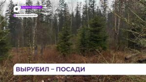 Удачный опыт искусственного лесовосстановления в Приморье проверил Минлесхоз