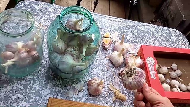 Хранение чеснока до нового урожая