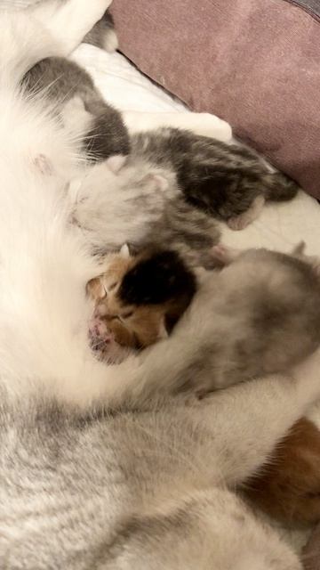 Котятам 7 дней.