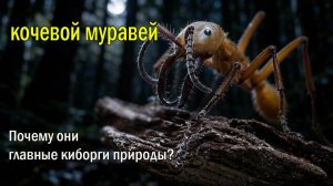 🐜Киборги природы🌿Идеальный строй 🤯Почему муравьи не разваливаются в хаосе?
