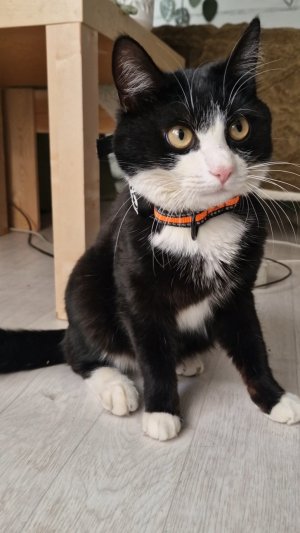 Новый ошейник для Маськи🐈⬛