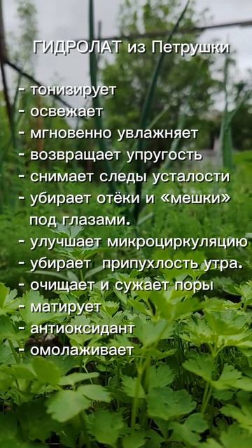 Гидролат из петрушки прямиком с грядки