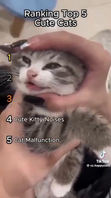 Ranking Cute Cats #cat #funny #cats