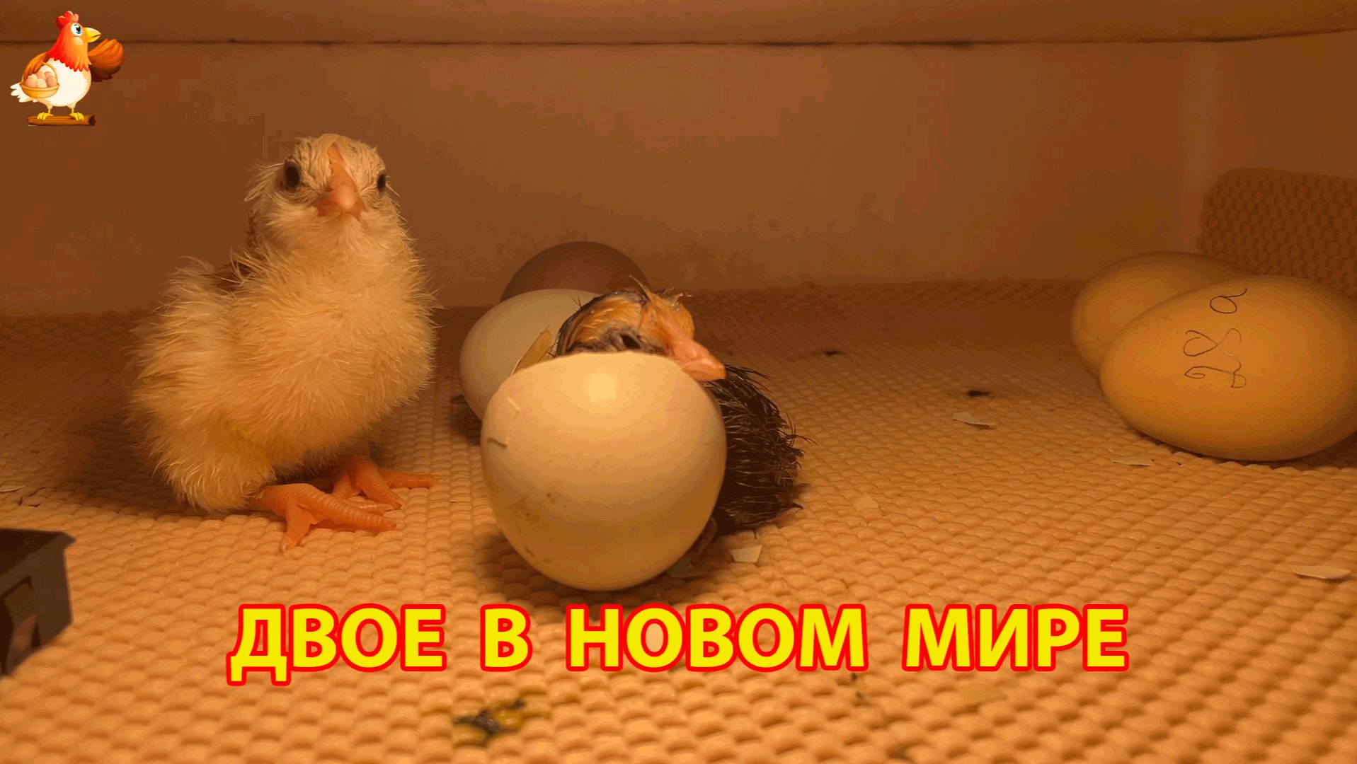 Два цыплёнка сразу после вылупления   первые минуты жизни в инкубаторе ч.2
