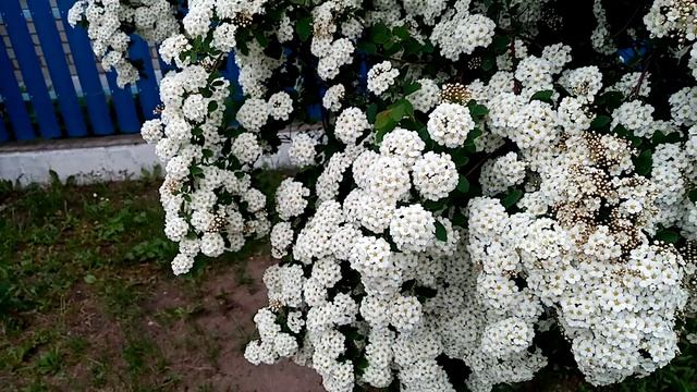 VID_20260520_09301 Майский пейзаж.