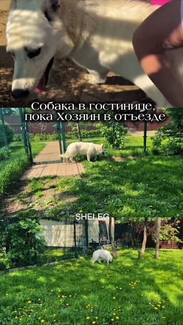 СОБАКА ВЛАДИМИРА КРИВИЦКОГО В ГОСТИНИЦЕ, ПОКА ХОЗЯИН В ИЗРАИЛЕ #собака #гостиницадлясобак #кривицкий