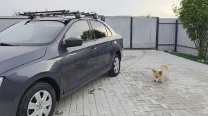 Skoda Rapid

750 000 ₽ стоимость!

РОДНОЙ ПРОБЕГ 69 ТЫС КМ ✅️