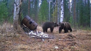 Охота на медведя! Месяц подготовки, один точный выстрел.