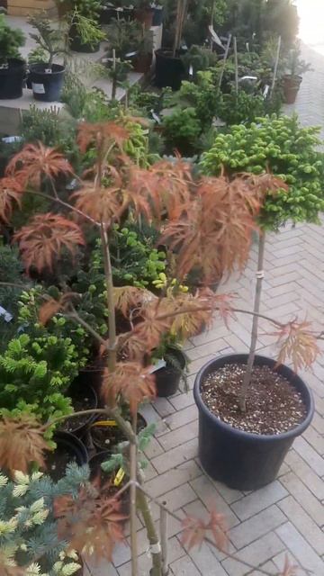 ❤🌲Клён японский веерный Диссектум Гарнет на штамбе
✔Продажа в макс и теленрам канале: Https://t.me/l