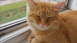 Котик на окне