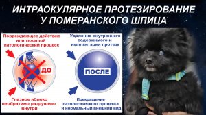 Интраокулярное протезирование у Померанского шпица