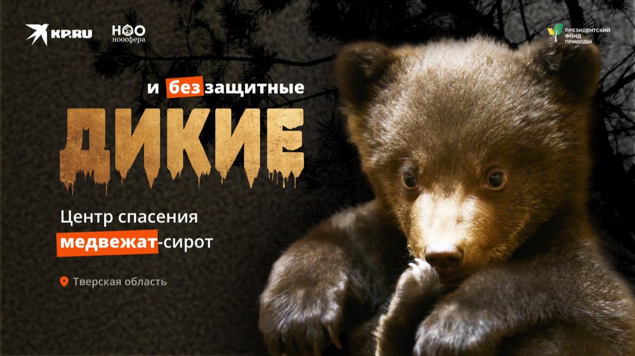 Косолапые сироты: любовь без сантиментов