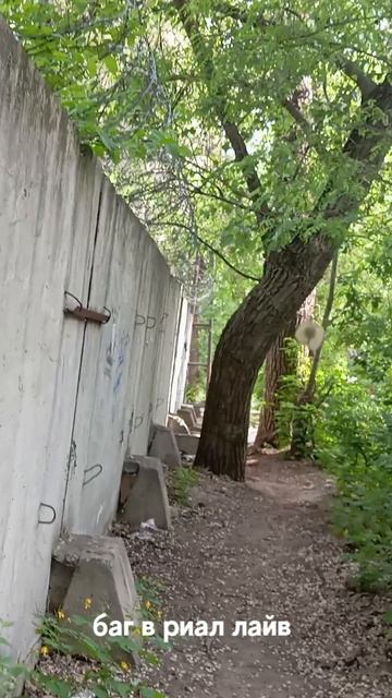 баг