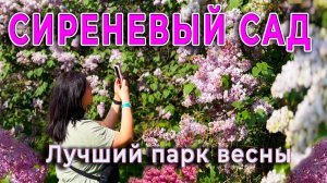 Сиреневый Сад в Москве 🌿 История Колесникова, редкие сорта сирени и лучший парк весны