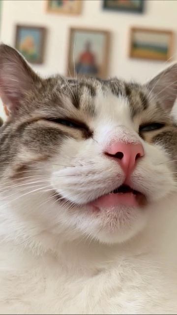 Смешной кот с милой мордочкой #котики #приключения