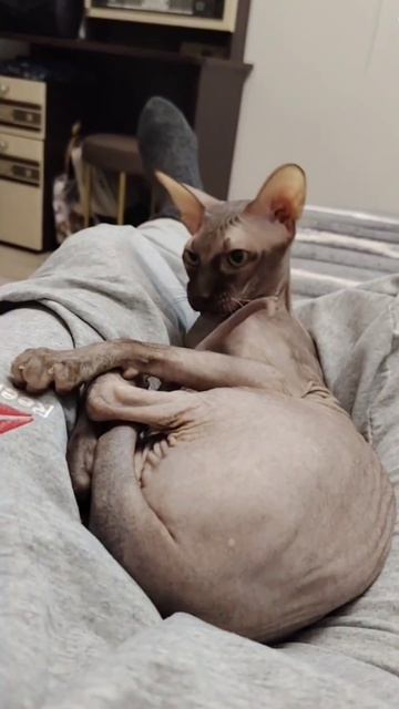 Кот Аватар