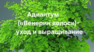 Адиантум («Венерин волос»)- уход и выращивание в квартире