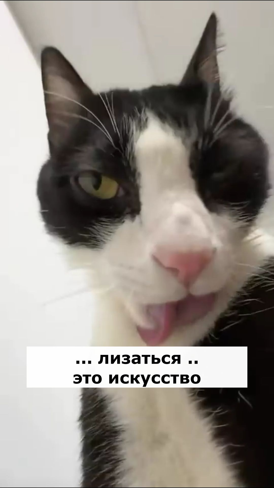 Искусство лизаться. Астральные котики.#котик #нежность #юмор #прикол #шутка #позитив #настроение