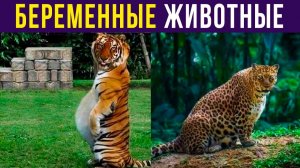 БЕРЕМЕННЫЙ ТИГР)) Приколы