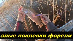 Форель -беглянка. Как поймать на воблер или удочку.