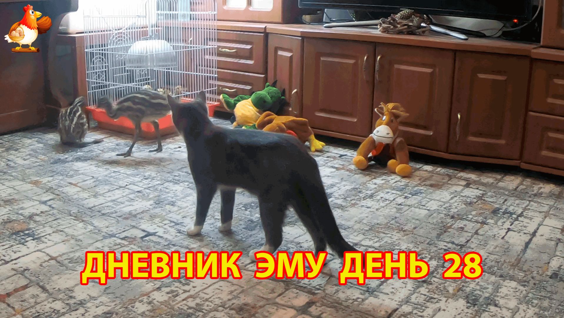 Дневник страусят Эму день 28