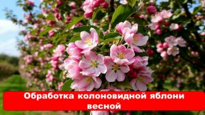 Обработка колонновидной яблони весной
