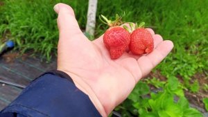 На Кубани поспела клубника. Высадка перца на улицу.