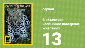 В объективе: необычное поведение животных 13 серия (документальный сериал, 2007)