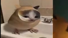 утреннее шоу для всех