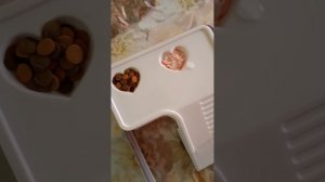 Жизнь краба 🦀 в домашних условиях