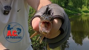 Всегда ли стоит переплачивать за бренды? Распаковка на воде, тест и щука.