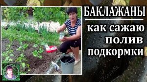 Как правильно высаживать баклажаны в грунт: уход, подкормки и нюансы с рассадой