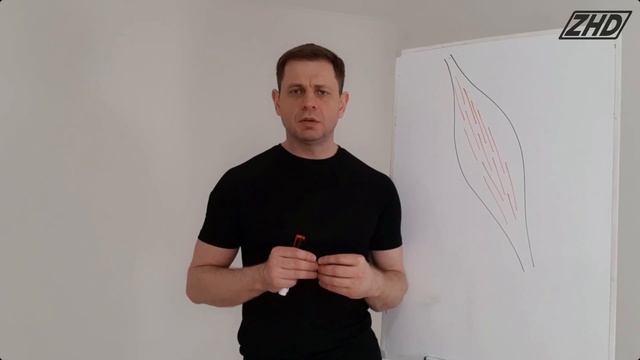 Фасция. Фрагмент из курса