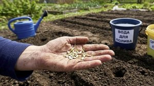 Как только зацветет этот куст смело сажайте огурцы в открытый грунт.  Народные приметы!