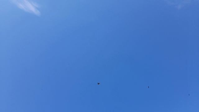 Николаевские голуби 20.05.2026 г