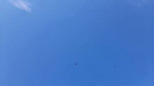 Николаевские голуби 20.05.2026 г