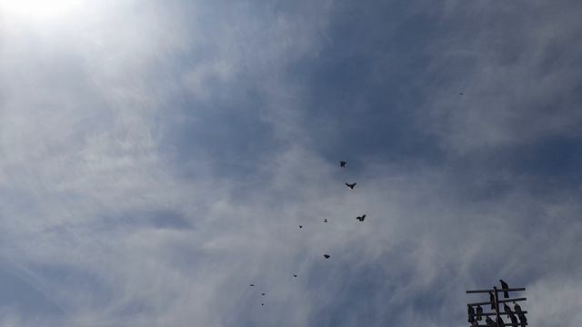 Николаевские голуби в сильный ветер