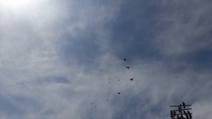Николаевские голуби в сильный ветер