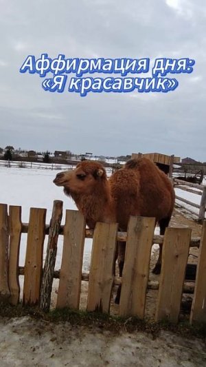 Аффирмация дня
