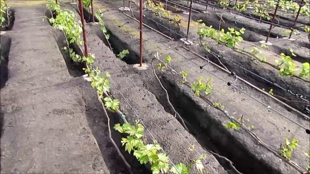 ВЕСЕННЯЯ ОБРЕЗКА ПЕНЬКОВ-РОЖКОВ ОТ ОСЕННЕЙ ОБРЕЗКИ ПРОШЛОГО ГОДА...